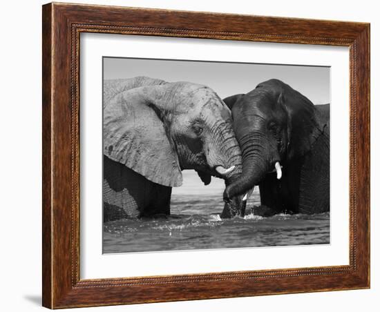 Two African Elephants Playing in River Chobe, Chobe National Park, Botswana-Tony Heald-Framed Photographic Print