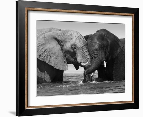 Two African Elephants Playing in River Chobe, Chobe National Park, Botswana-Tony Heald-Framed Photographic Print