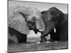Two African Elephants Playing in River Chobe, Chobe National Park, Botswana-Tony Heald-Mounted Photographic Print