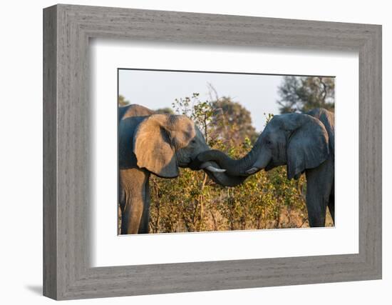 Two African elephants sparring. Okavango Delta, Botswana.-Sergio Pitamitz-Framed Photographic Print