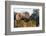 Two African elephants sparring. Okavango Delta, Botswana.-Sergio Pitamitz-Framed Photographic Print