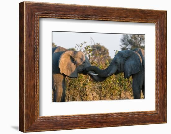 Two African elephants sparring. Okavango Delta, Botswana.-Sergio Pitamitz-Framed Photographic Print