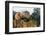 Two African elephants sparring. Okavango Delta, Botswana.-Sergio Pitamitz-Framed Photographic Print