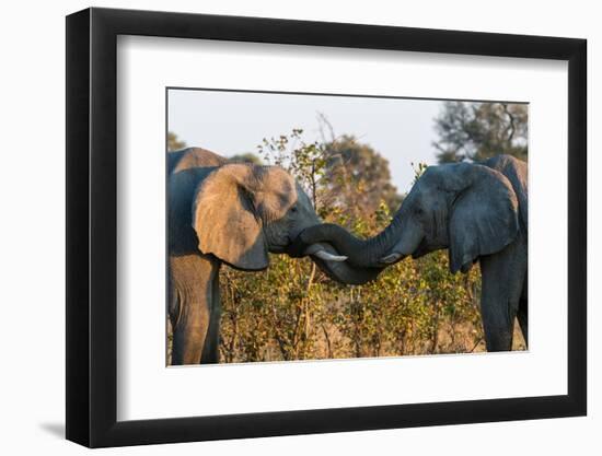 Two African elephants sparring. Okavango Delta, Botswana.-Sergio Pitamitz-Framed Photographic Print