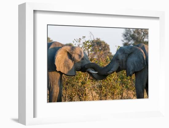 Two African elephants sparring. Okavango Delta, Botswana.-Sergio Pitamitz-Framed Photographic Print