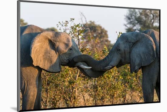 Two African elephants sparring. Okavango Delta, Botswana.-Sergio Pitamitz-Mounted Photographic Print