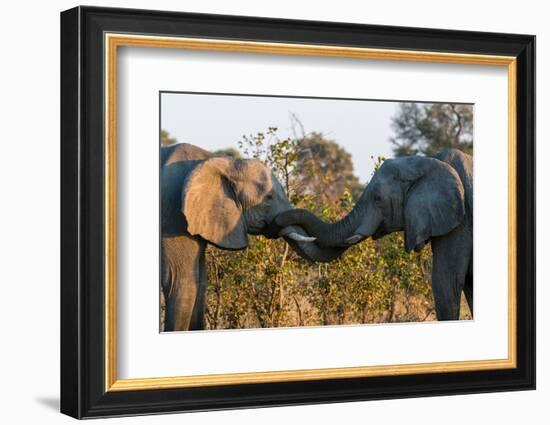 Two African elephants sparring. Okavango Delta, Botswana.-Sergio Pitamitz-Framed Photographic Print