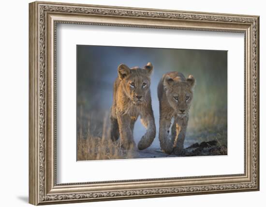 Two African Lion (Panthera Leo) Cubs Walking On A Path. Okavango Delta, Botswana-Wim van den Heever-Framed Photographic Print