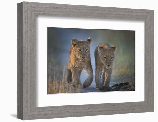 Two African Lion (Panthera Leo) Cubs Walking On A Path. Okavango Delta, Botswana-Wim van den Heever-Framed Photographic Print