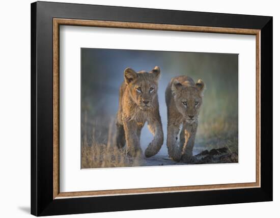 Two African Lion (Panthera Leo) Cubs Walking On A Path. Okavango Delta, Botswana-Wim van den Heever-Framed Photographic Print