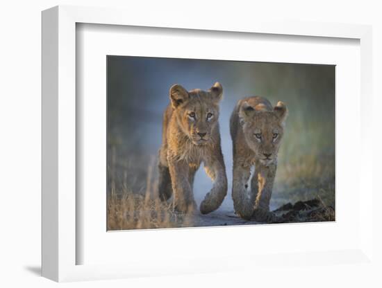 Two African Lion (Panthera Leo) Cubs Walking On A Path. Okavango Delta, Botswana-Wim van den Heever-Framed Photographic Print