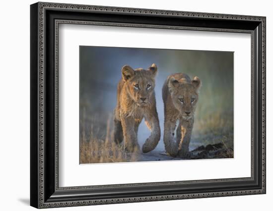 Two African Lion (Panthera Leo) Cubs Walking On A Path. Okavango Delta, Botswana-Wim van den Heever-Framed Photographic Print