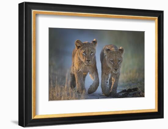 Two African Lion (Panthera Leo) Cubs Walking On A Path. Okavango Delta, Botswana-Wim van den Heever-Framed Photographic Print