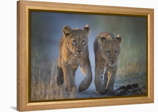 Two African Lion (Panthera Leo) Cubs Walking On A Path. Okavango Delta, Botswana-Wim van den Heever-Framed Premier Image Canvas