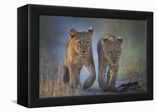 Two African Lion (Panthera Leo) Cubs Walking On A Path. Okavango Delta, Botswana-Wim van den Heever-Framed Premier Image Canvas