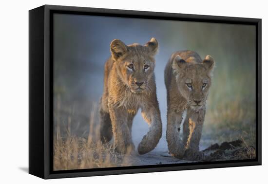 Two African Lion (Panthera Leo) Cubs Walking On A Path. Okavango Delta, Botswana-Wim van den Heever-Framed Premier Image Canvas