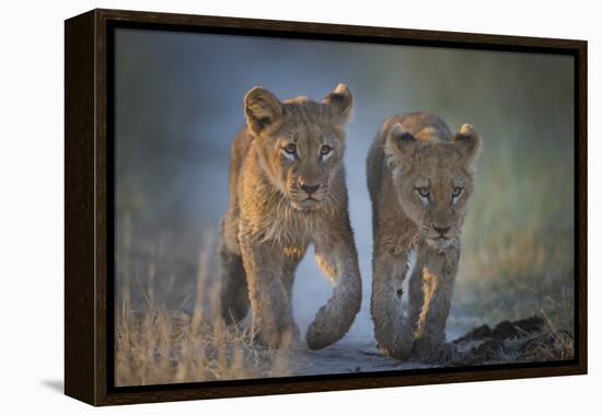 Two African Lion (Panthera Leo) Cubs Walking On A Path. Okavango Delta, Botswana-Wim van den Heever-Framed Premier Image Canvas
