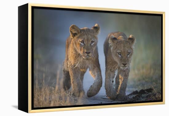 Two African Lion (Panthera Leo) Cubs Walking On A Path. Okavango Delta, Botswana-Wim van den Heever-Framed Premier Image Canvas