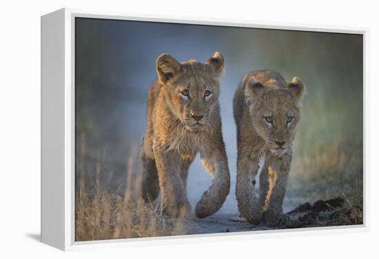 Two African Lion (Panthera Leo) Cubs Walking On A Path. Okavango Delta, Botswana-Wim van den Heever-Framed Premier Image Canvas