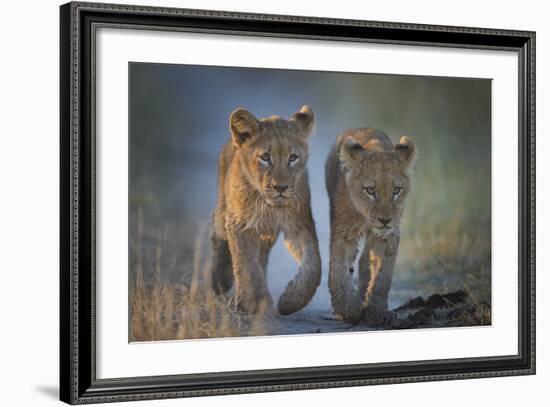 Two African Lion (Panthera Leo) Cubs Walking On A Path. Okavango Delta, Botswana-Wim van den Heever-Framed Photographic Print