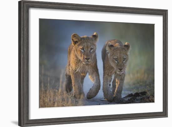 Two African Lion (Panthera Leo) Cubs Walking On A Path. Okavango Delta, Botswana-Wim van den Heever-Framed Photographic Print