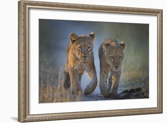 Two African Lion (Panthera Leo) Cubs Walking On A Path. Okavango Delta, Botswana-Wim van den Heever-Framed Photographic Print