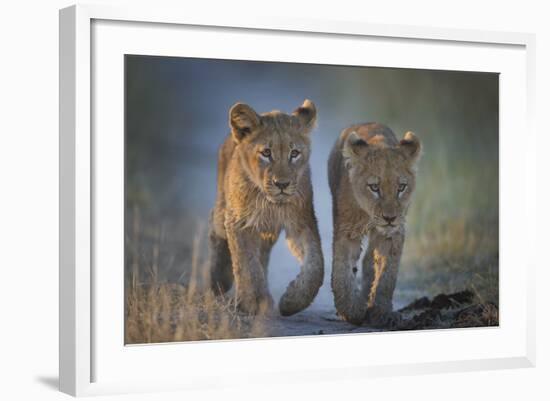 Two African Lion (Panthera Leo) Cubs Walking On A Path. Okavango Delta, Botswana-Wim van den Heever-Framed Photographic Print