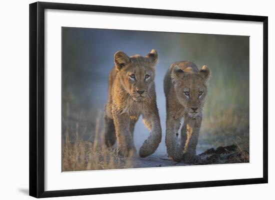 Two African Lion (Panthera Leo) Cubs Walking On A Path. Okavango Delta, Botswana-Wim van den Heever-Framed Photographic Print