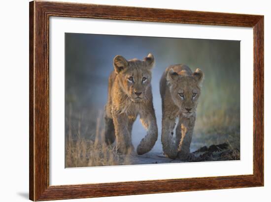 Two African Lion (Panthera Leo) Cubs Walking On A Path. Okavango Delta, Botswana-Wim van den Heever-Framed Photographic Print