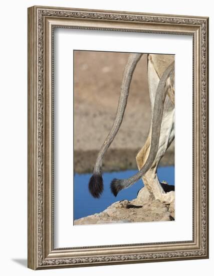 Two African Lion Tails (Panthera Leo), Kgalagadi Transfrontier Park, Northern Cape-Ann & Steve Toon-Framed Photographic Print