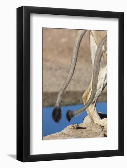 Two African Lion Tails (Panthera Leo), Kgalagadi Transfrontier Park, Northern Cape-Ann & Steve Toon-Framed Photographic Print