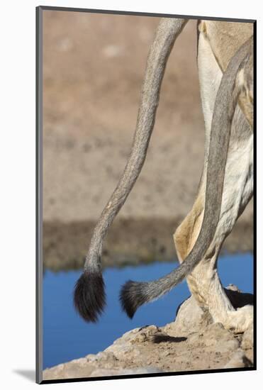 Two African Lion Tails (Panthera Leo), Kgalagadi Transfrontier Park, Northern Cape-Ann & Steve Toon-Mounted Photographic Print