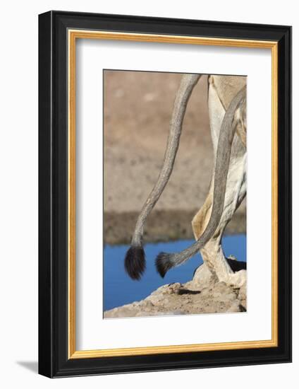 Two African Lion Tails (Panthera Leo), Kgalagadi Transfrontier Park, Northern Cape-Ann & Steve Toon-Framed Photographic Print