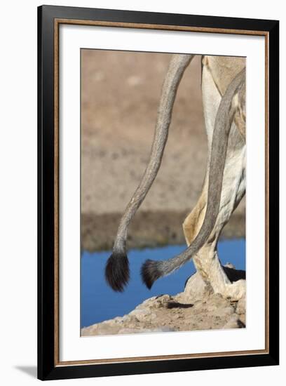 Two African Lion Tails (Panthera Leo), Kgalagadi Transfrontier Park, Northern Cape-Ann & Steve Toon-Framed Photographic Print