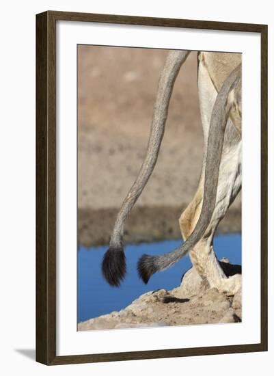 Two African Lion Tails (Panthera Leo), Kgalagadi Transfrontier Park, Northern Cape-Ann & Steve Toon-Framed Photographic Print