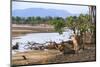 Two African lions, South Luangwa National Park, Zambia-Eric Baccega-Mounted Photographic Print