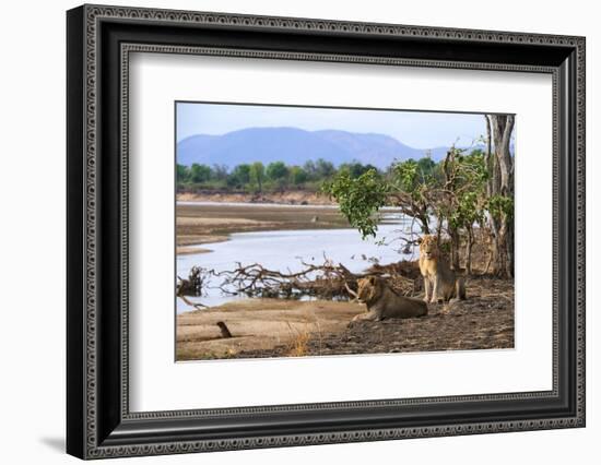 Two African lions, South Luangwa National Park, Zambia-Eric Baccega-Framed Photographic Print