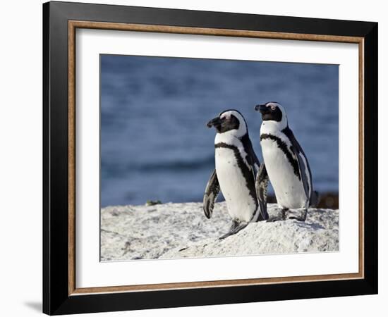 Two African Penguins (Spheniscus Demersus), Simon's Town, South Africa, Africa-James Hager-Framed Photographic Print