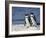 Two African Penguins (Spheniscus Demersus), Simon's Town, South Africa, Africa-James Hager-Framed Photographic Print