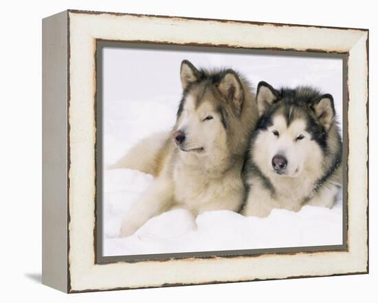 Two Alaskan Malamute Dogs, USA-Lynn M. Stone-Framed Premier Image Canvas