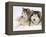 Two Alaskan Malamute Dogs, USA-Lynn M. Stone-Framed Premier Image Canvas