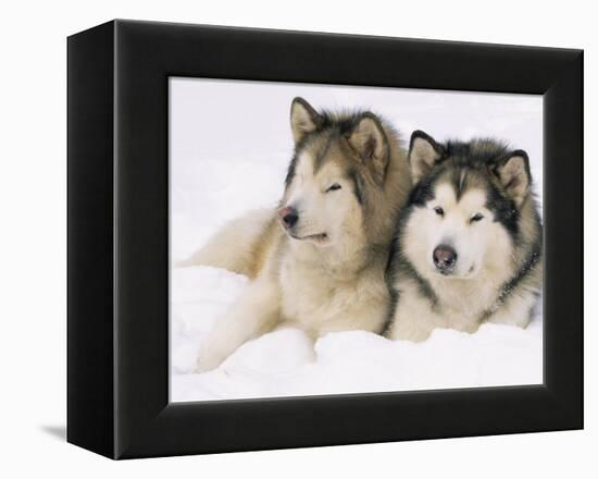 Two Alaskan Malamute Dogs, USA-Lynn M. Stone-Framed Premier Image Canvas