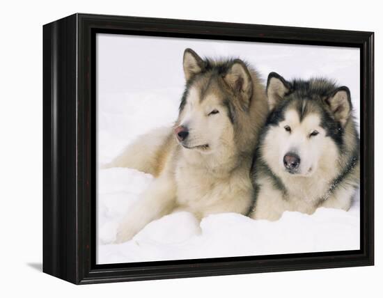 Two Alaskan Malamute Dogs, USA-Lynn M. Stone-Framed Premier Image Canvas