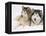 Two Alaskan Malamute Dogs, USA-Lynn M. Stone-Framed Premier Image Canvas