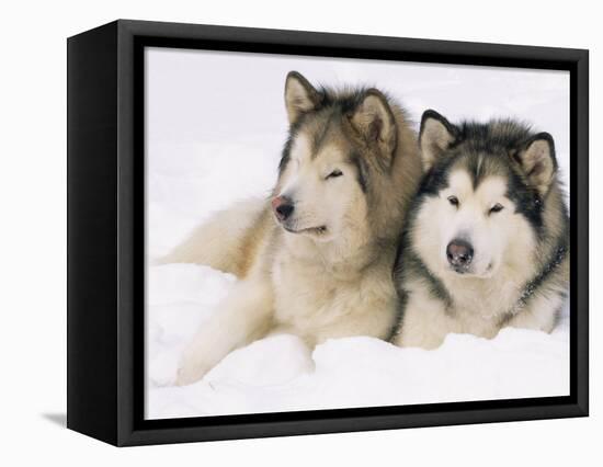 Two Alaskan Malamute Dogs, USA-Lynn M. Stone-Framed Premier Image Canvas