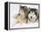 Two Alaskan Malamute Dogs, USA-Lynn M. Stone-Framed Premier Image Canvas