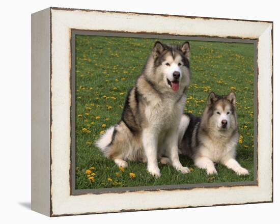 Two Alaskan Malamute Dogs, USA-Lynn M. Stone-Framed Premier Image Canvas