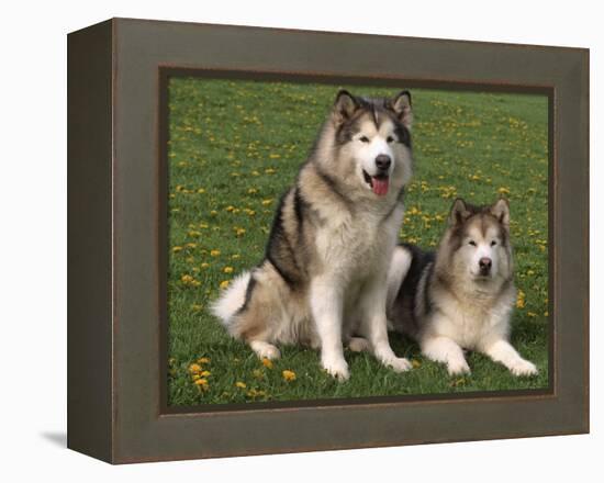 Two Alaskan Malamute Dogs, USA-Lynn M. Stone-Framed Premier Image Canvas