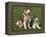 Two Alaskan Malamute Dogs, USA-Lynn M. Stone-Framed Premier Image Canvas