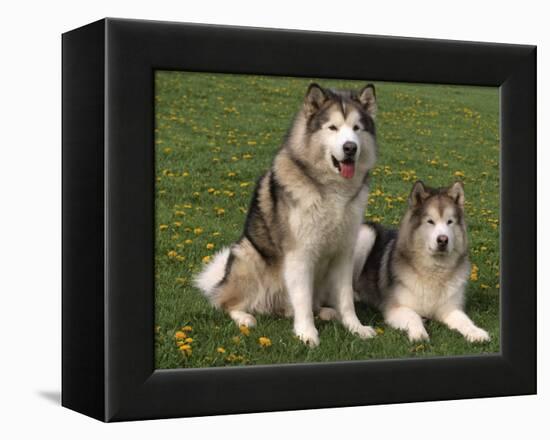 Two Alaskan Malamute Dogs, USA-Lynn M. Stone-Framed Premier Image Canvas